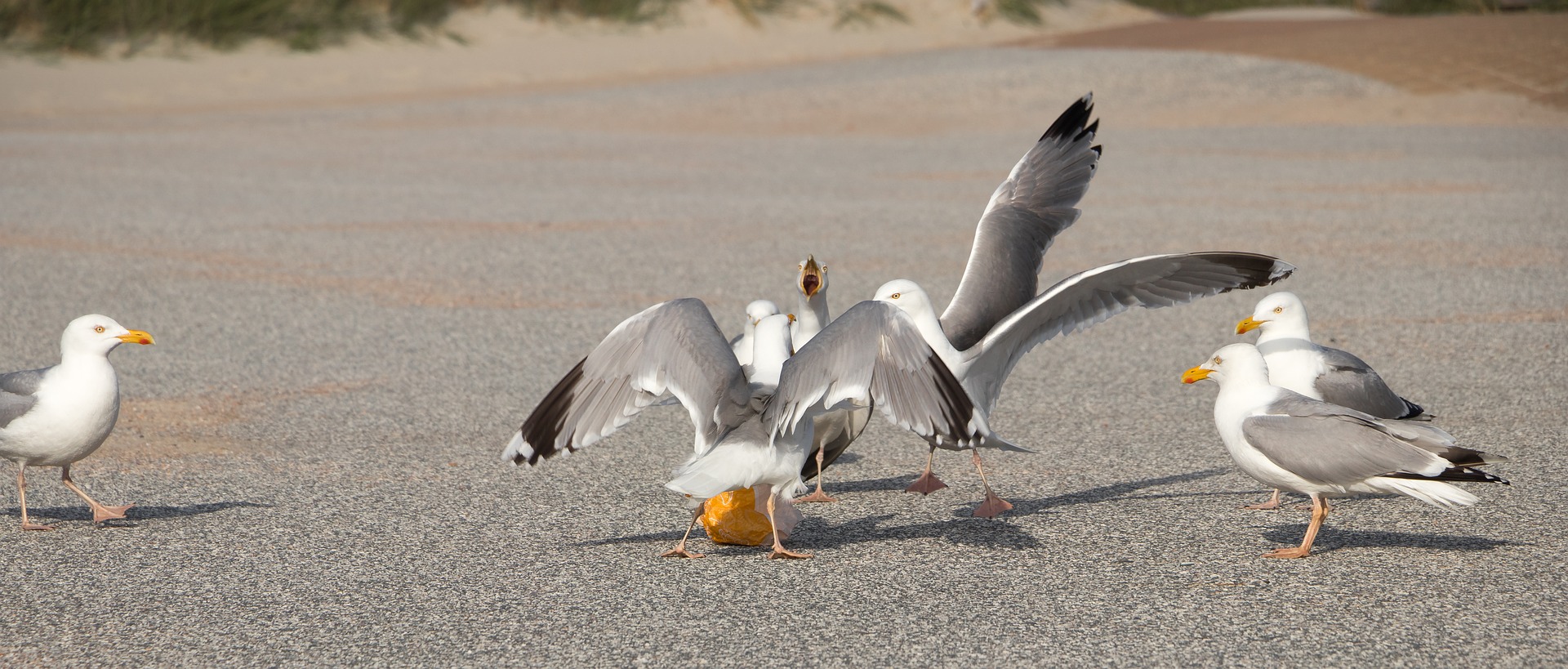 Seagulls