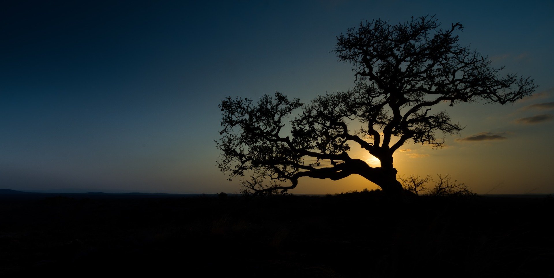 Fig Tree