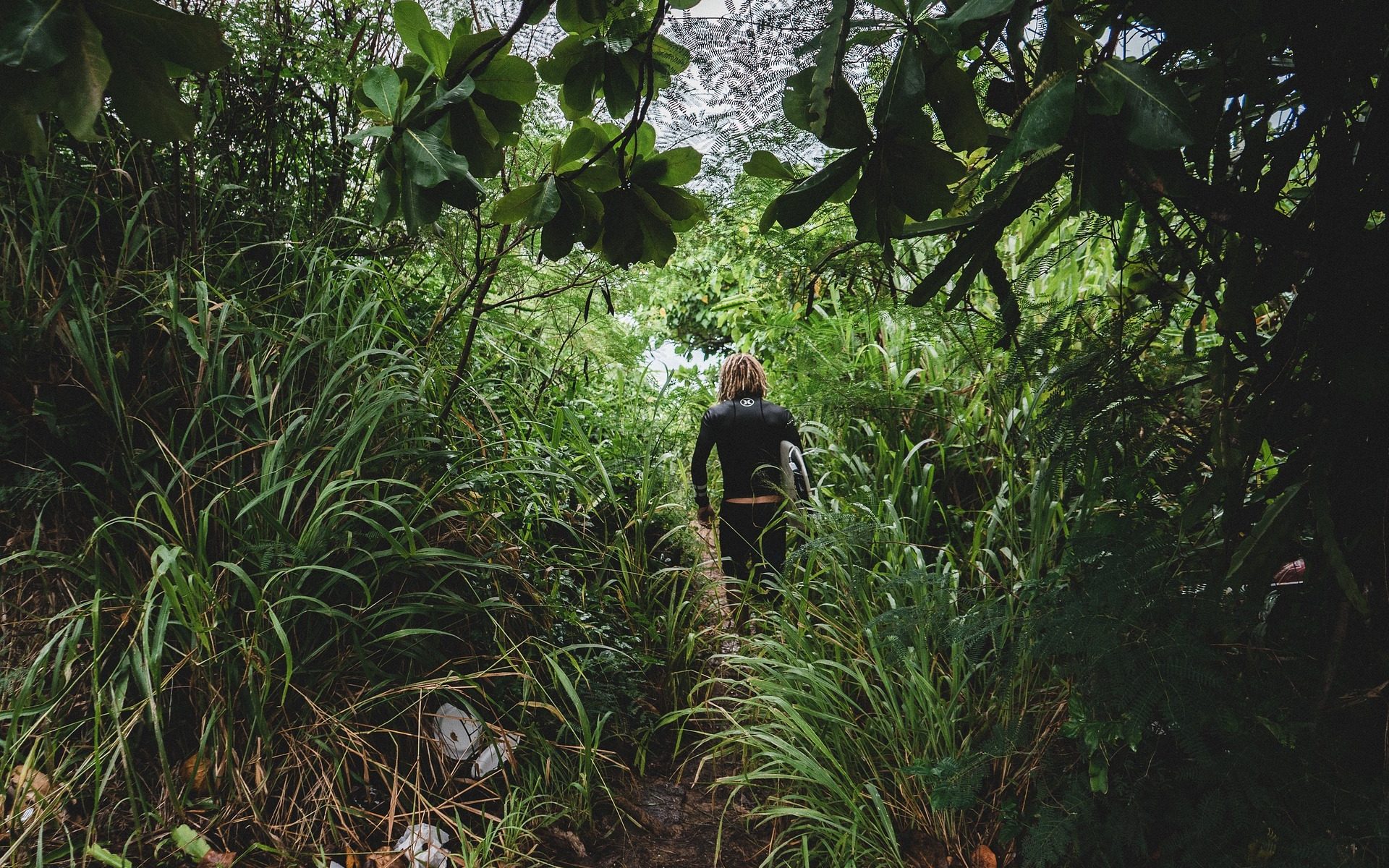 Path through Jungle