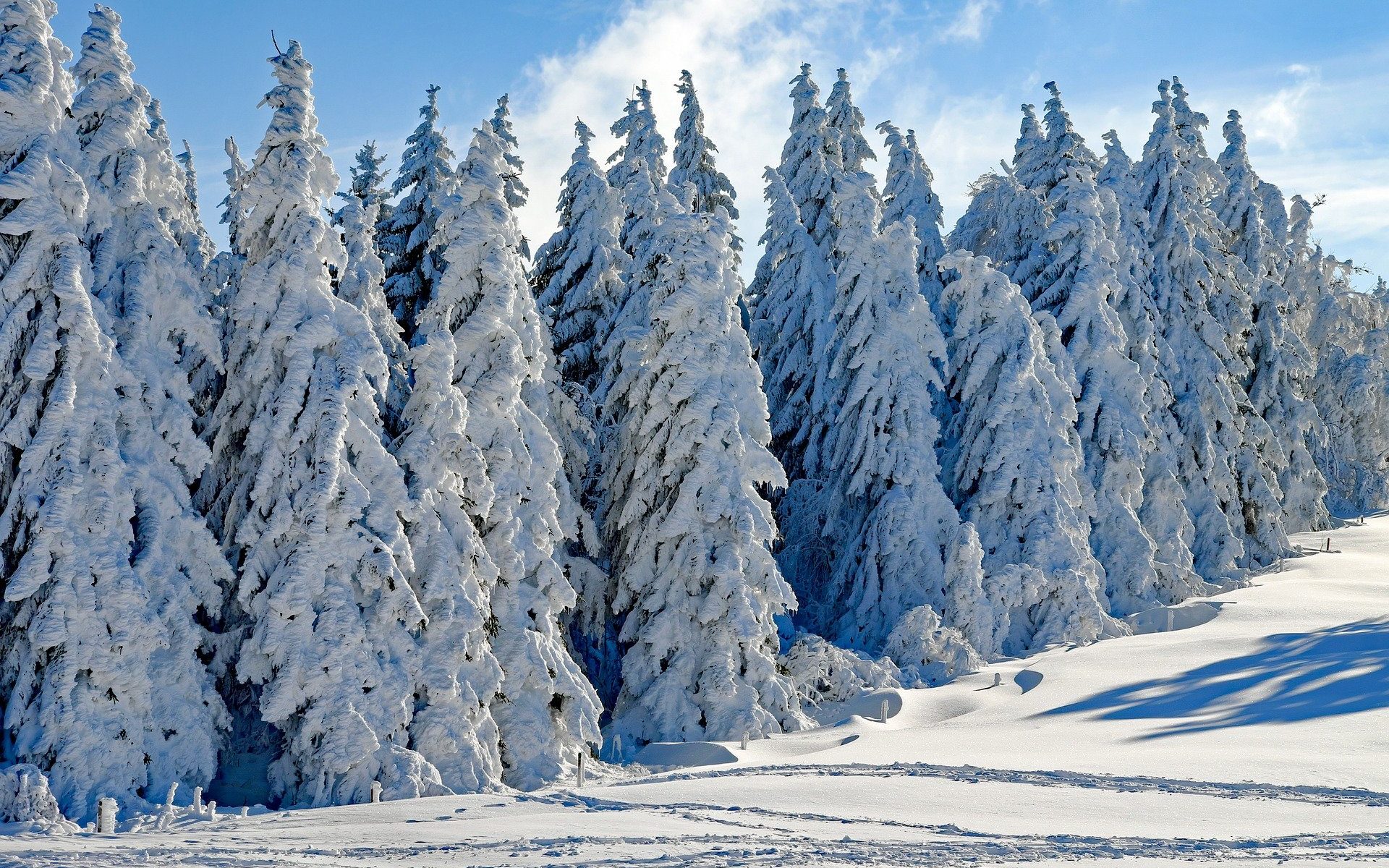 Snowy Pine Forest