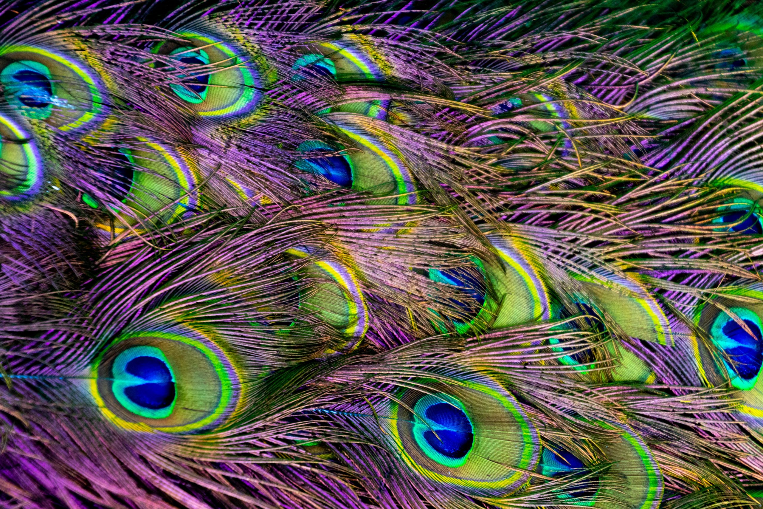 Peacock