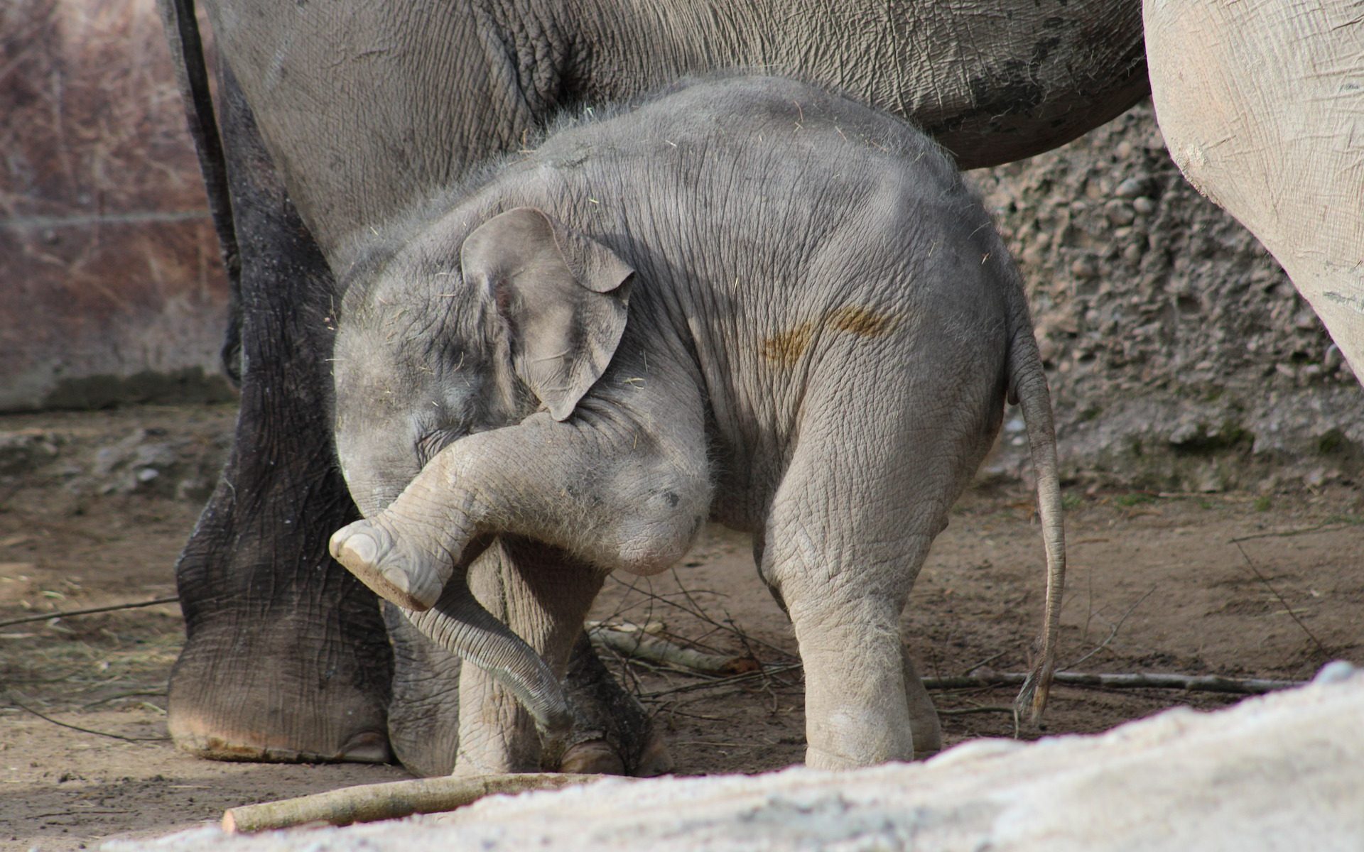 Baby Elephant