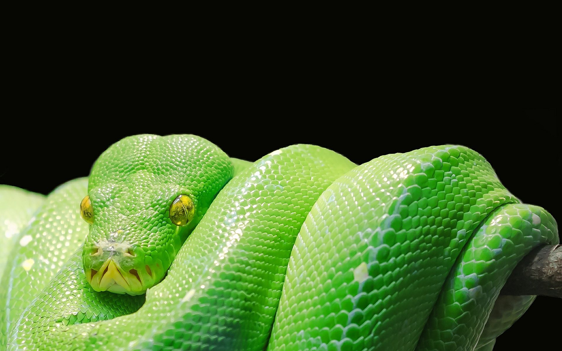 Green Snake