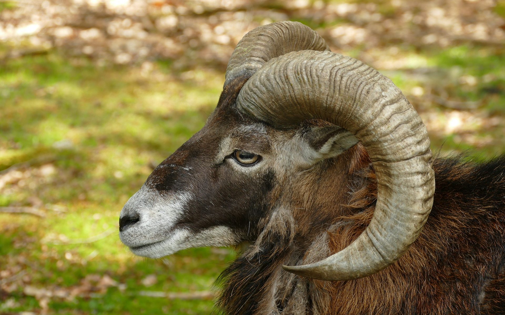 Ram