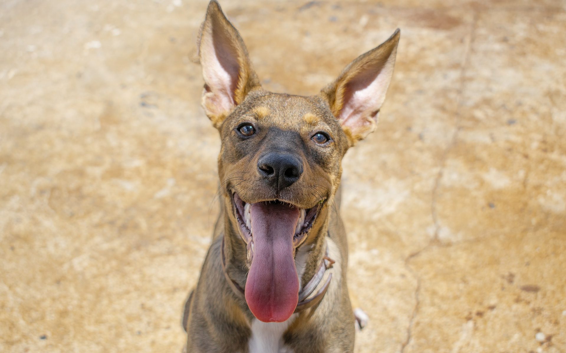 Dog Tongue