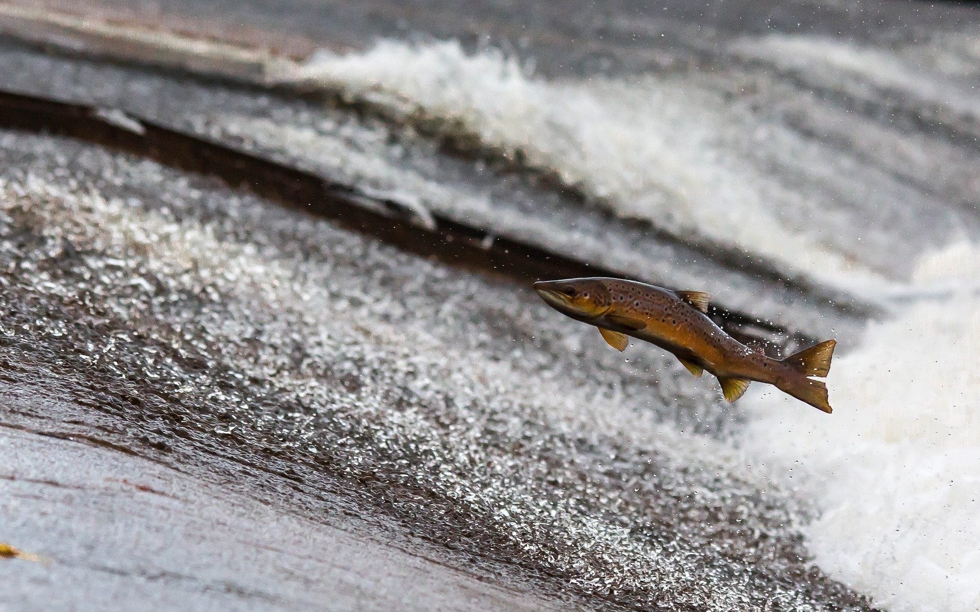 Fish Jumping