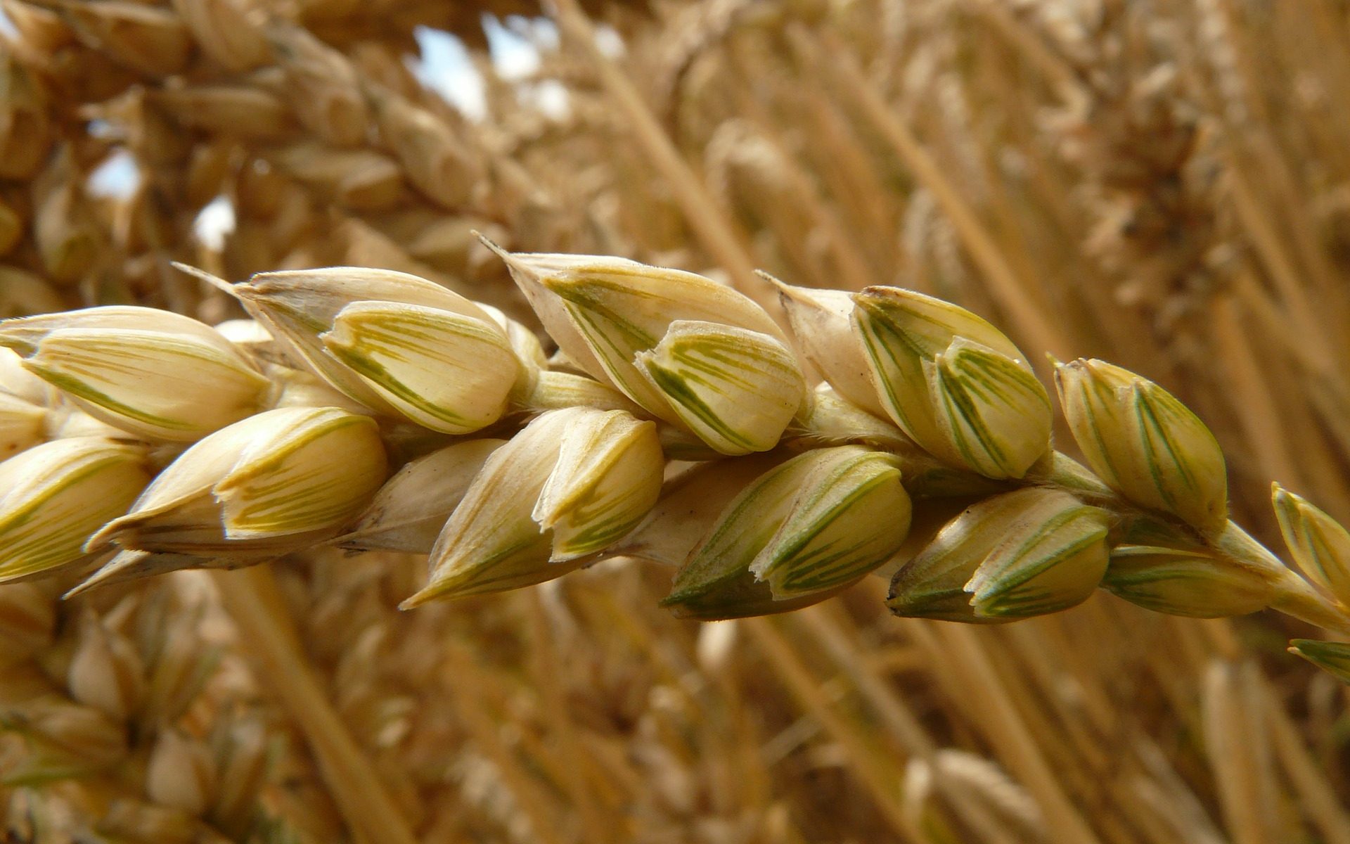 The Grain of Wheat – Meditation on Daily Mass Readings