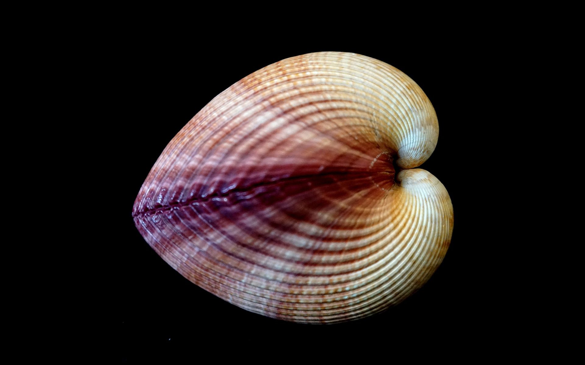 Shell