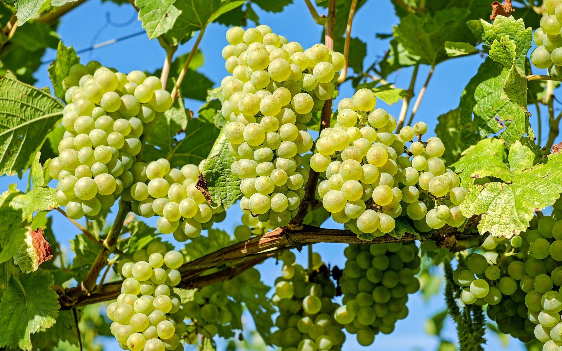 Grapes