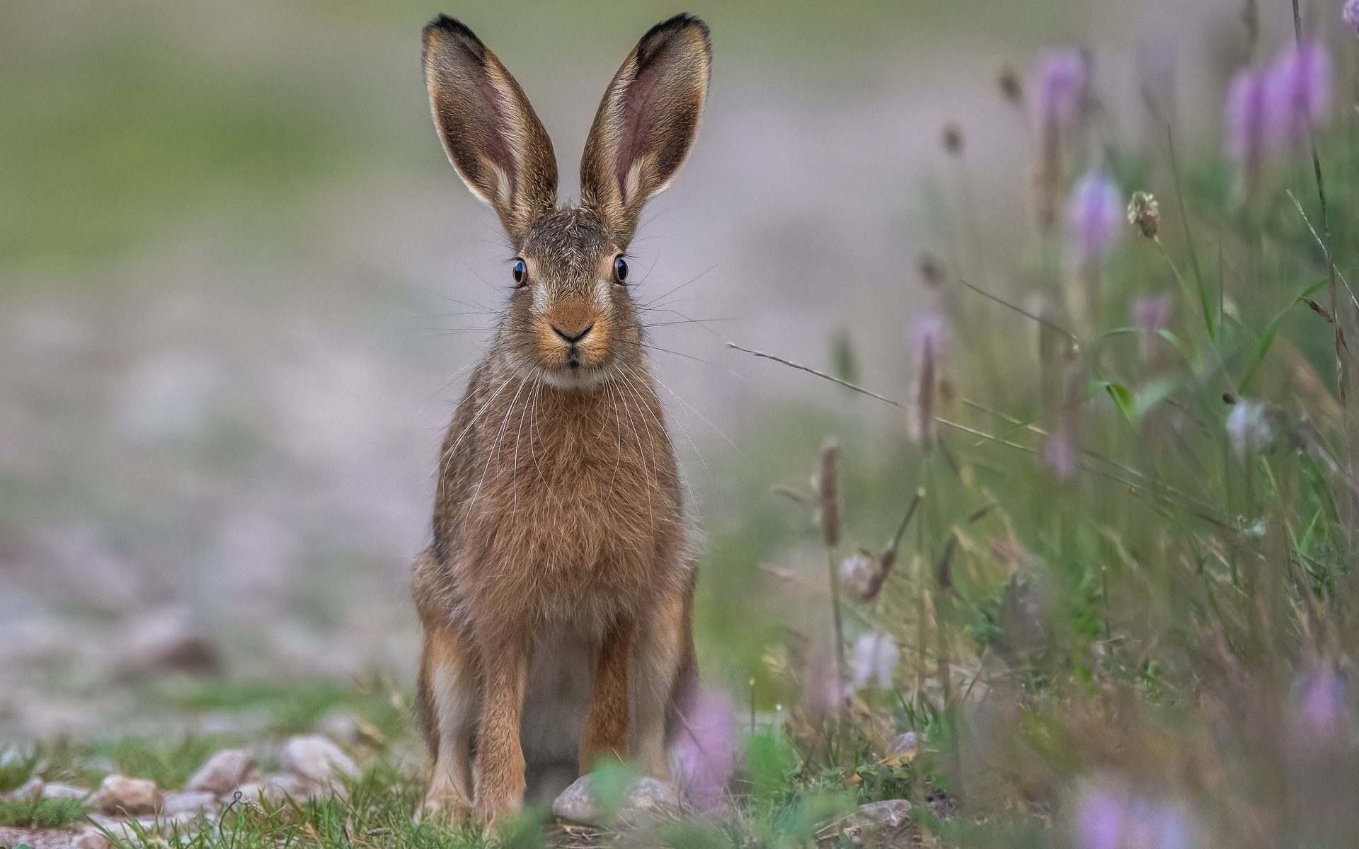 Hare