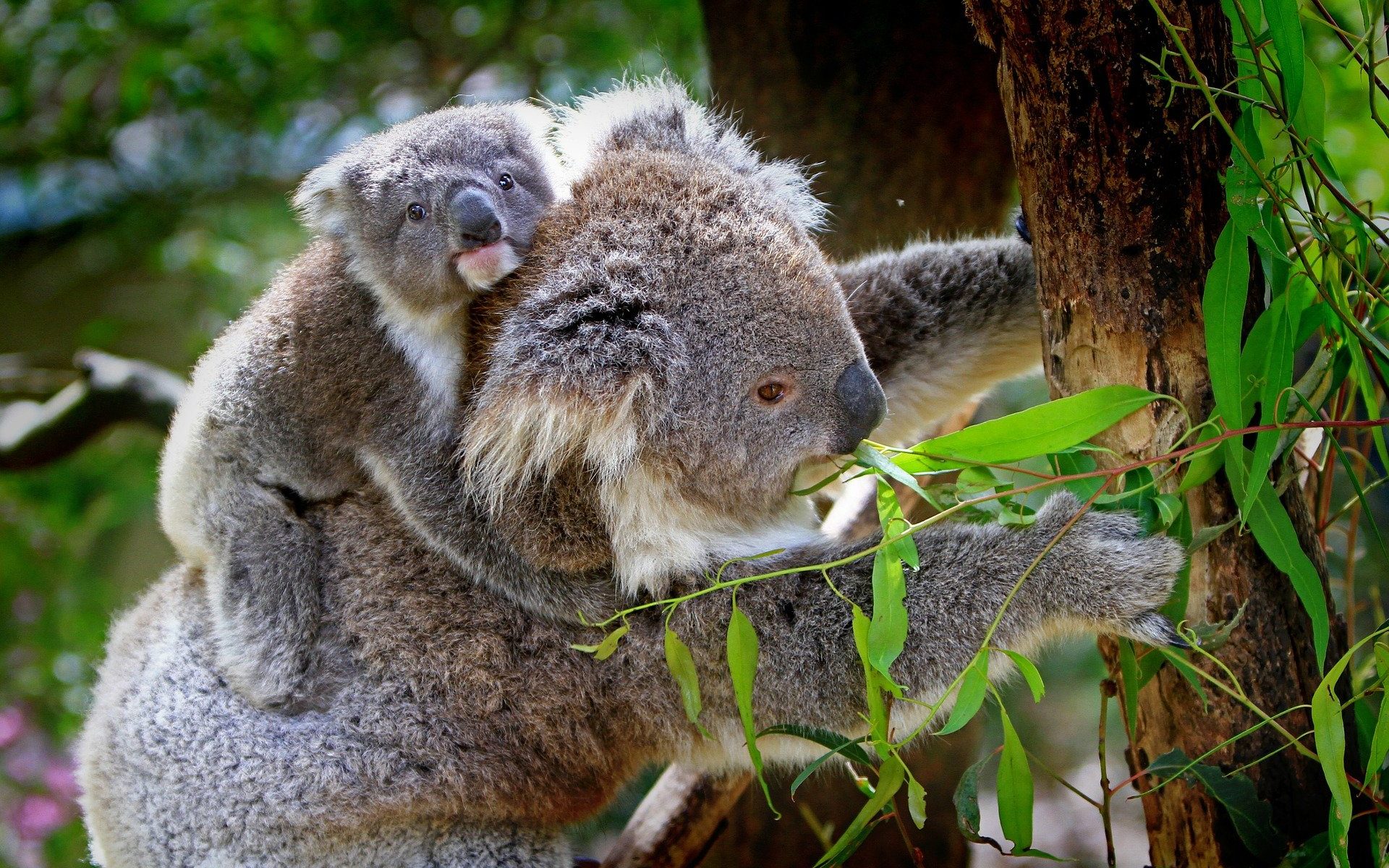 Koalas